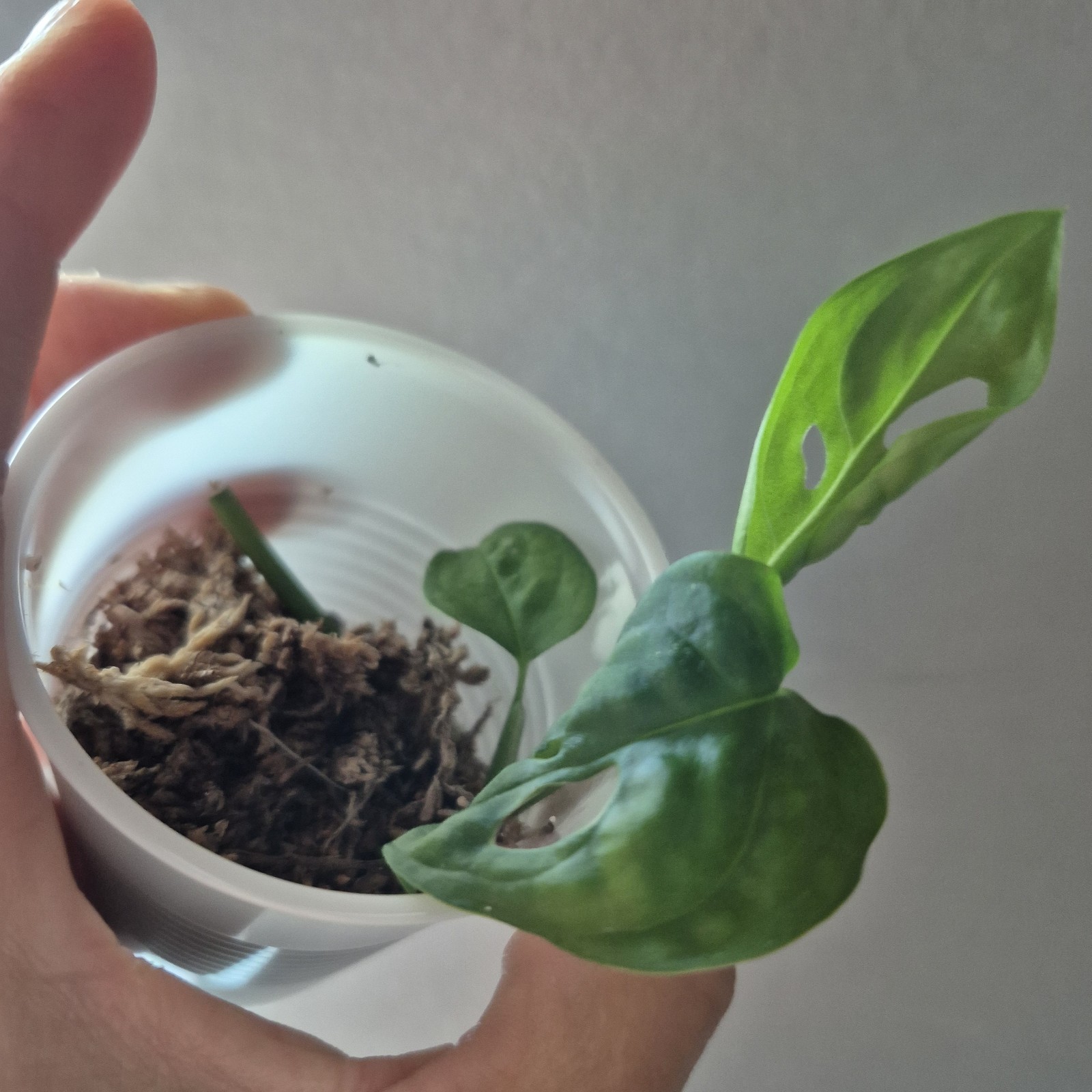 Monstera Adansonii – Monstera Swiss Cheese – 2.5 Inch – EXACT PLANT