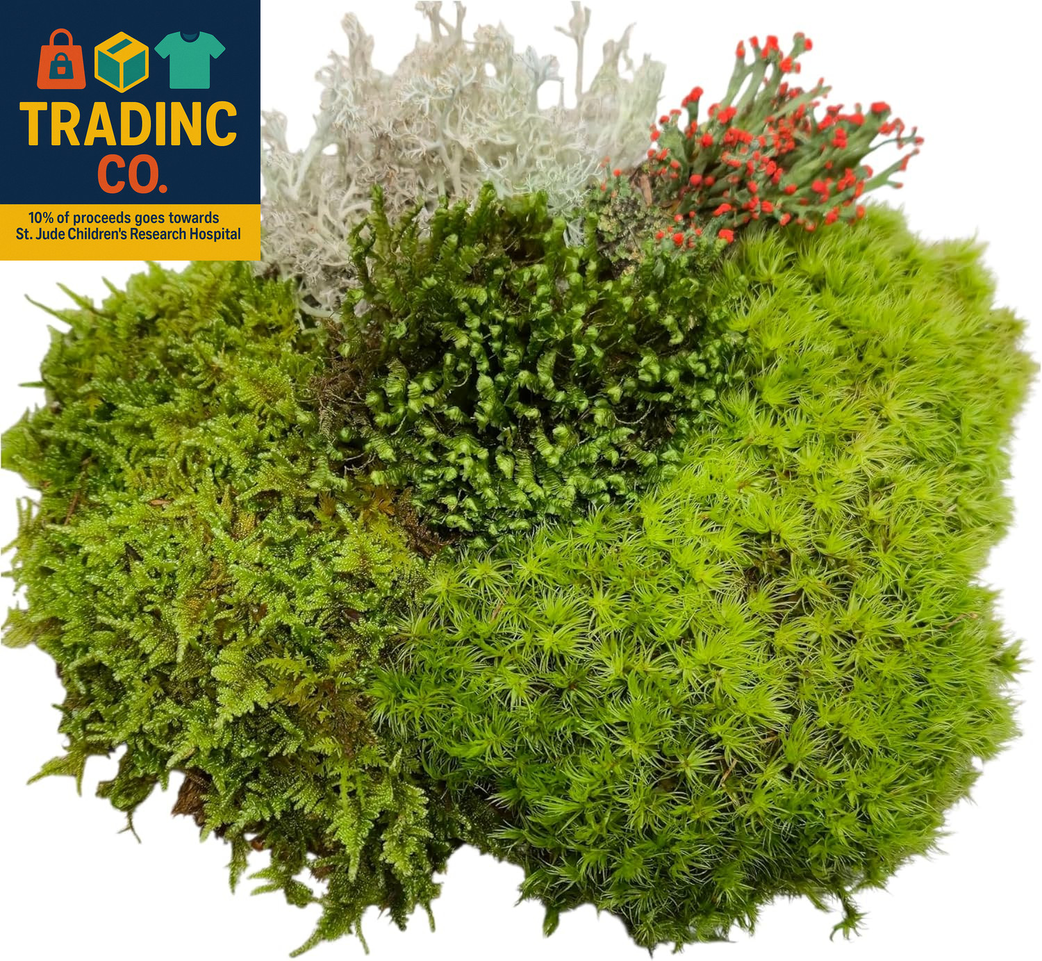 Super Fairy Garden Assortment Moss and Lichen for Terrarium, 6″X9″ Bag