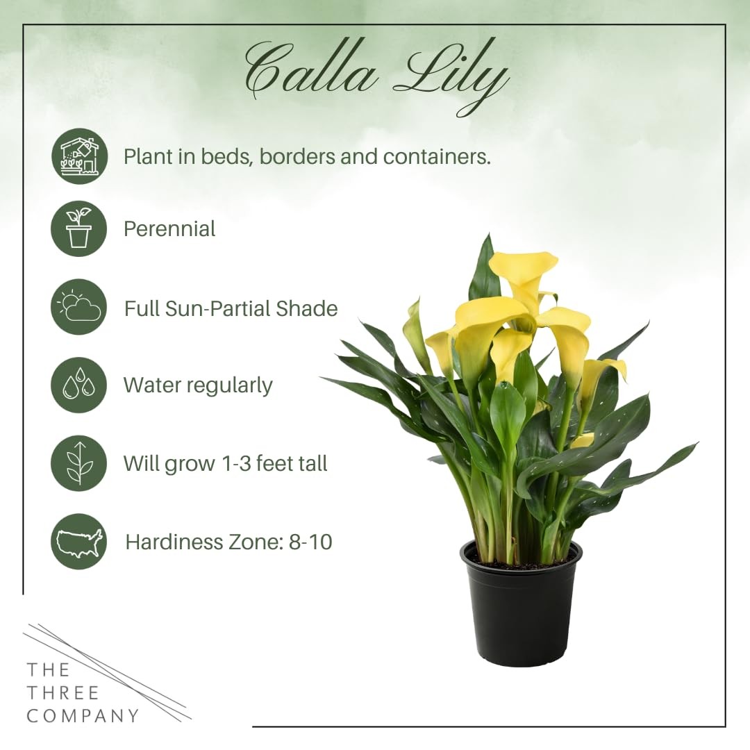 The Three Company Live Flowering Calla Lily 2 Plants Per – 3 – – 12 Tall