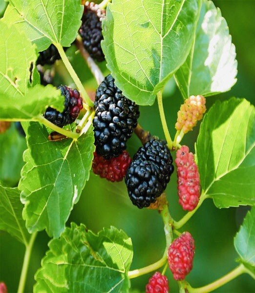 1 PACK 4” POT DWARF MULBERRY TREE GREENHOUSE BEST GIFT LIVE PLANT GUARANTEED