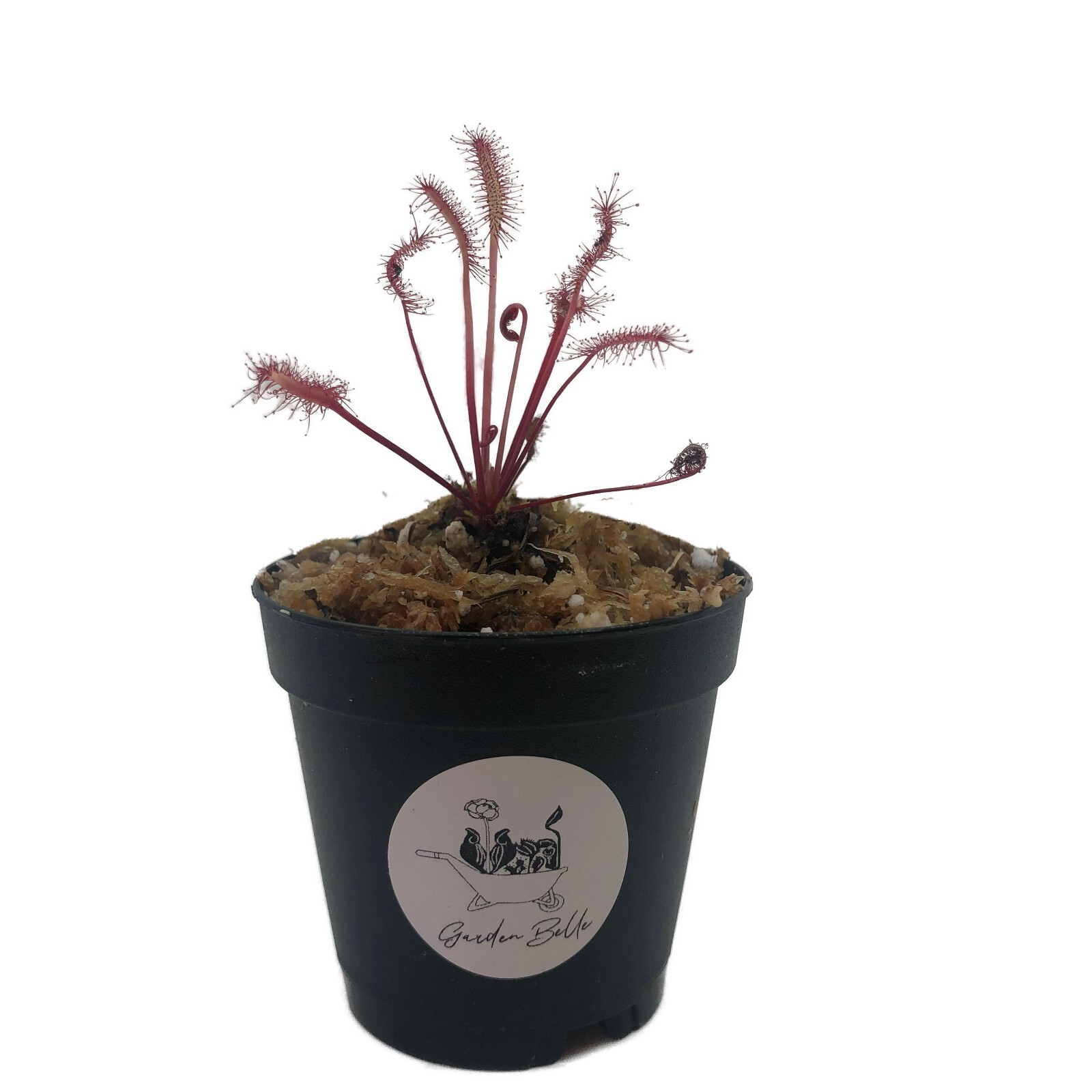 Cape Sundew ‘Red’ Drosera Capensis Carnivorous Potted Plant In 2” Pot