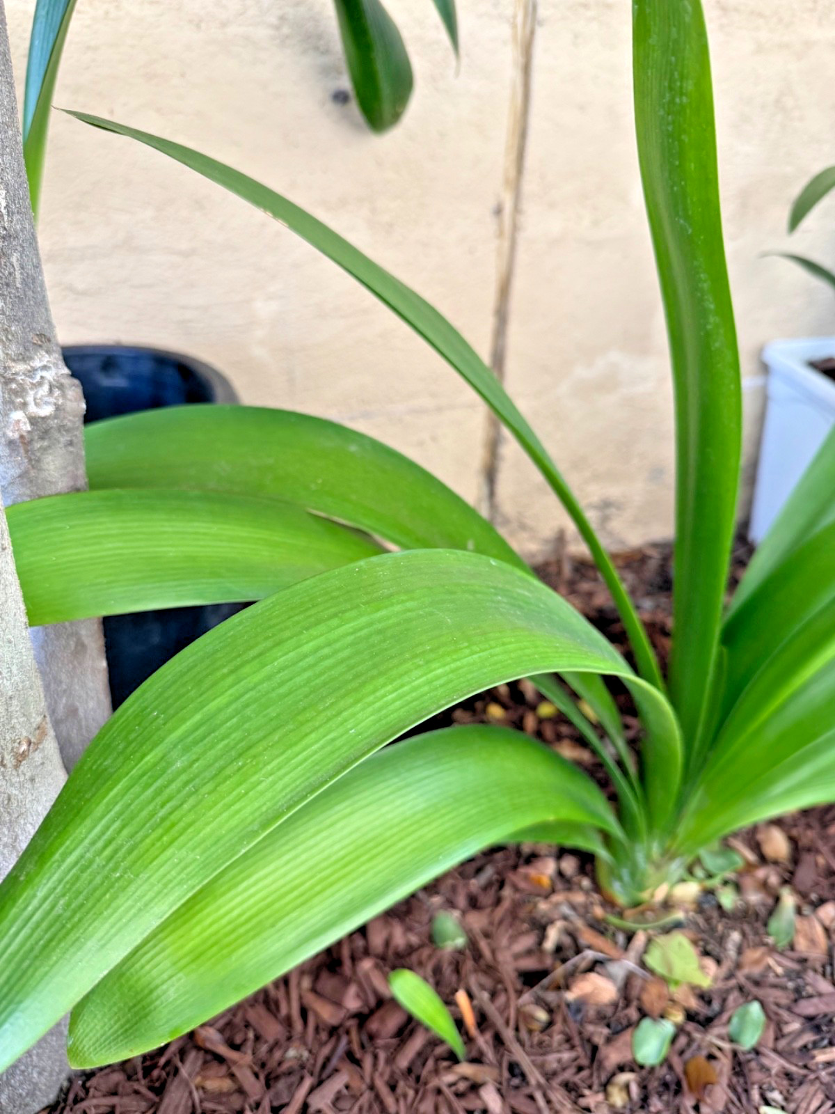 1 Large, Mature Clivia Miniata Plant, Bush Lily, Orange Flowers, 16 Leaves, 27”W