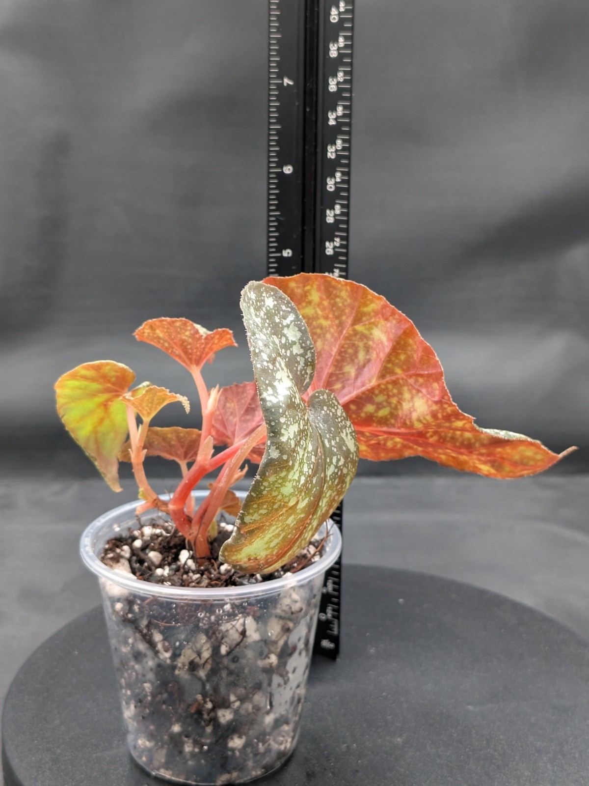 🪴Begonia ‘Moona’-Begonia curtisii ‘Galaxy’x begonia variabilis- Rooted Plant