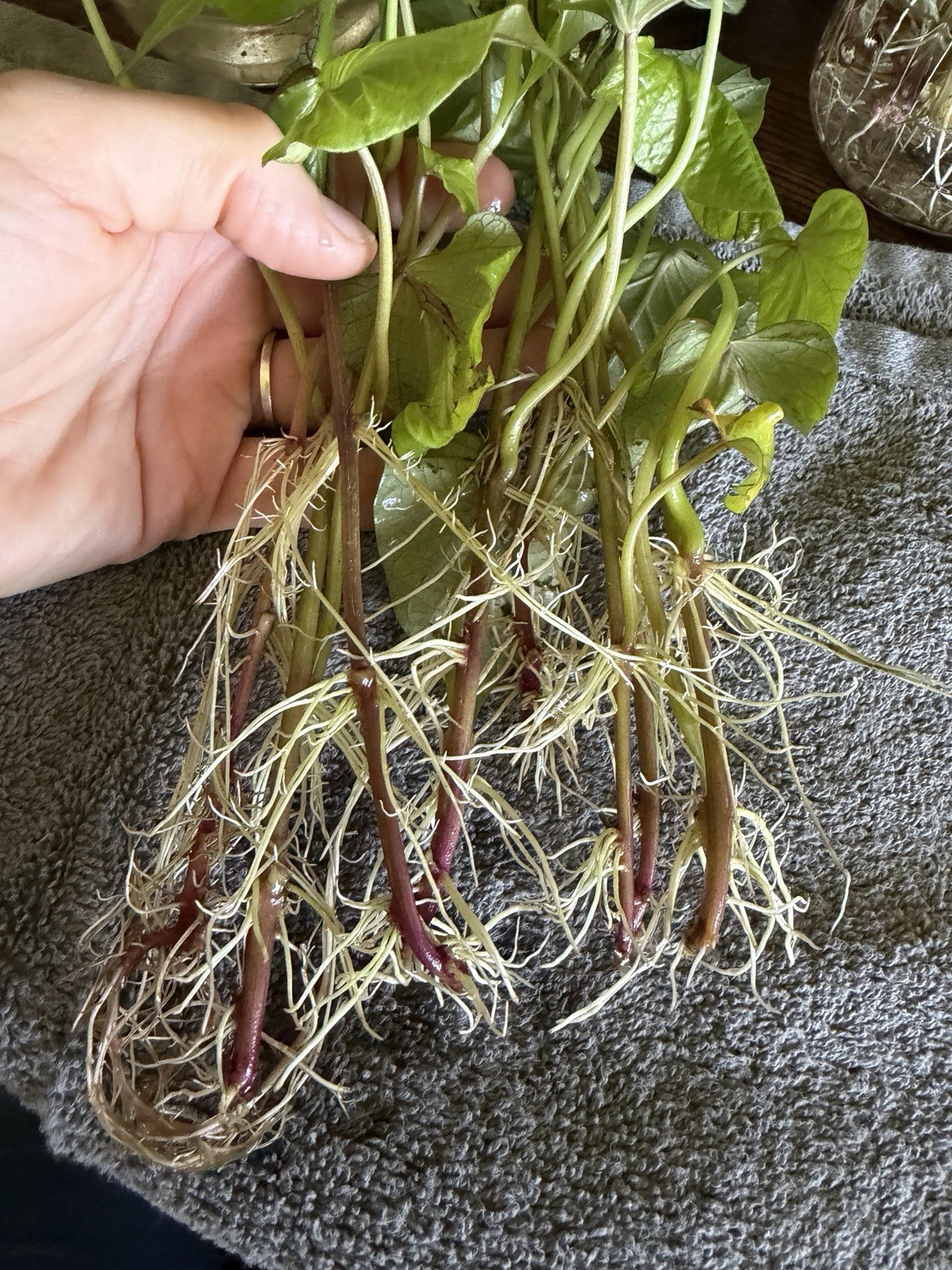 12 Sweet Potato Slips Plants – All Purple – Vining Type- Non GMO & Chemical Free