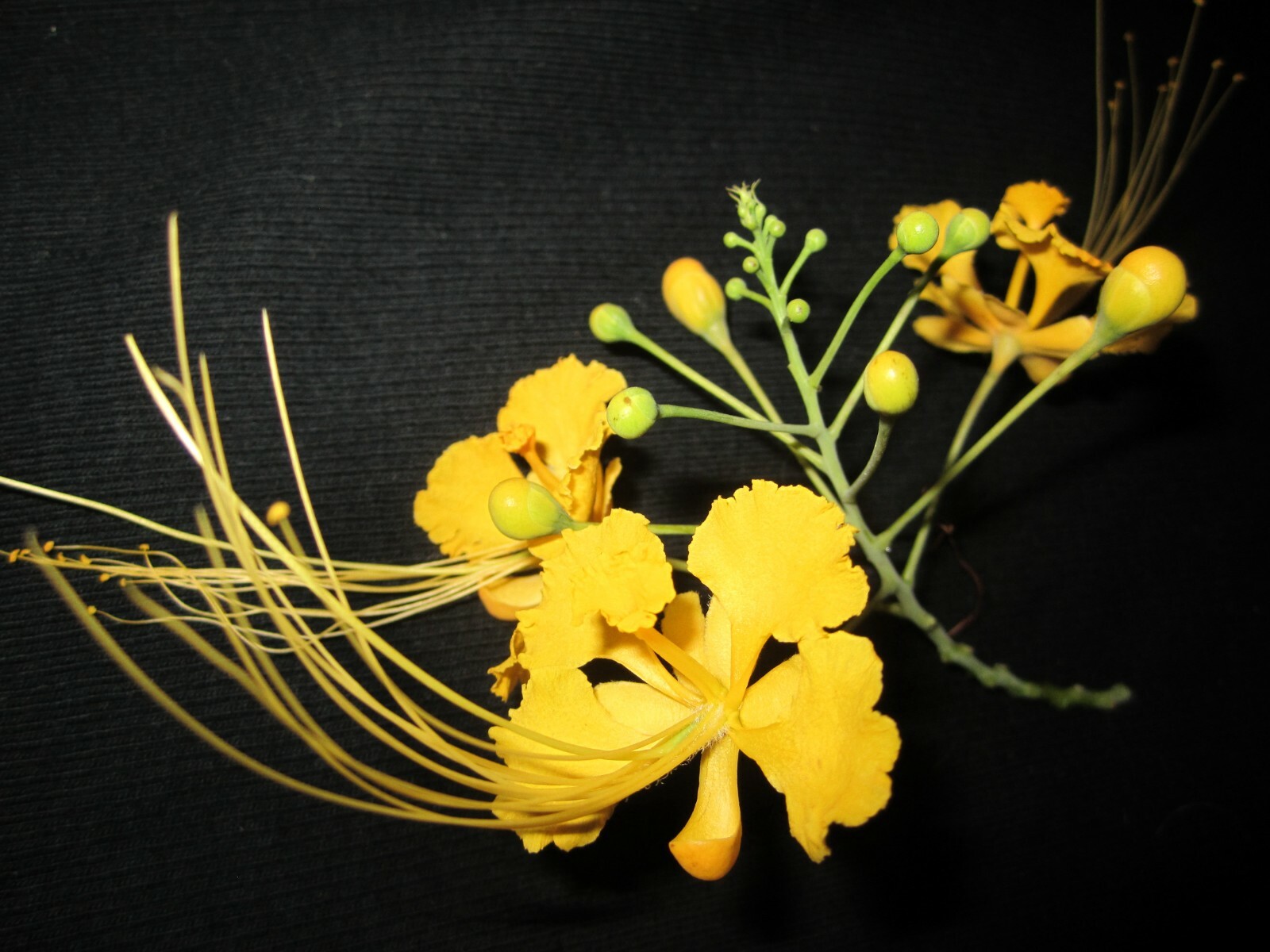 YELLOW FLOWER SEEDS PEACOCK ORCHID – CAESALPINIA PULCHERRIMA