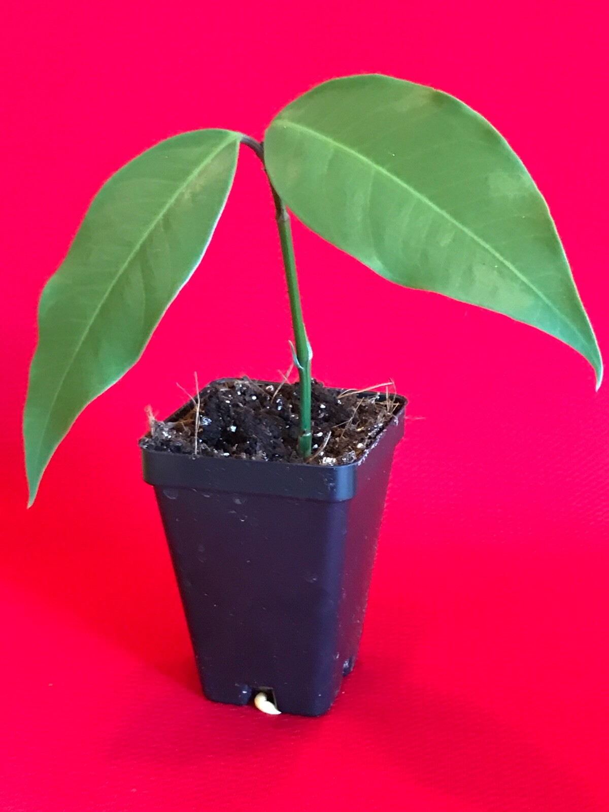Gamboge Gourka Yellow Mangosteen Garcinia Xanthochymus Fruit Tree Potted Plant