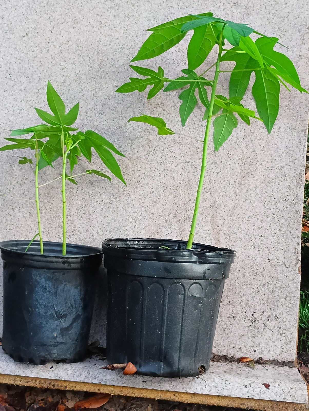 Red Lady Dwarf Papaya Plants 10-18″ Tall BUY 1 GET 1 FREE Organically Grown