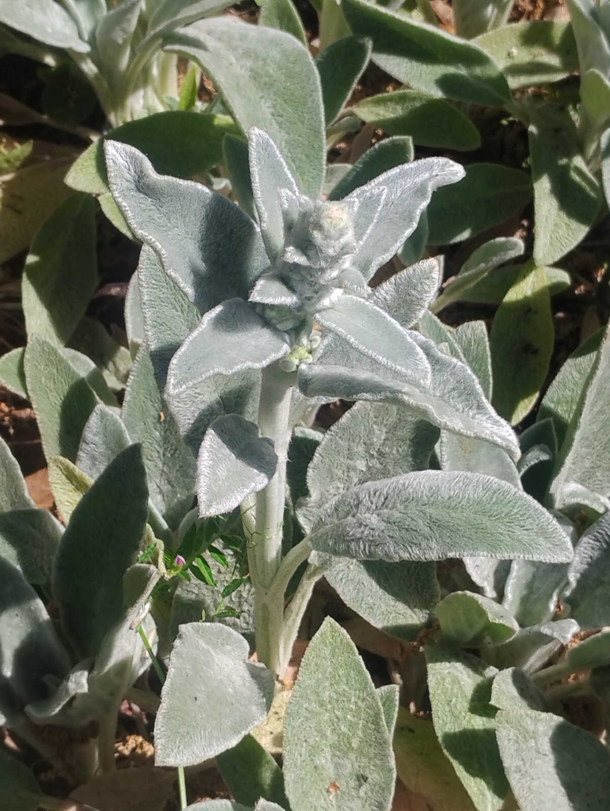 6 Lamb’s Ear Bare Roots Plants Stachys Soft Fuzzy Silvery Leaves Perennial