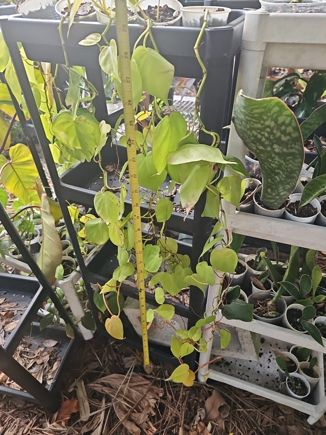 XL 30″ Rooted Neon Pothos 2,5″ POT rooted plant NO CUTTING