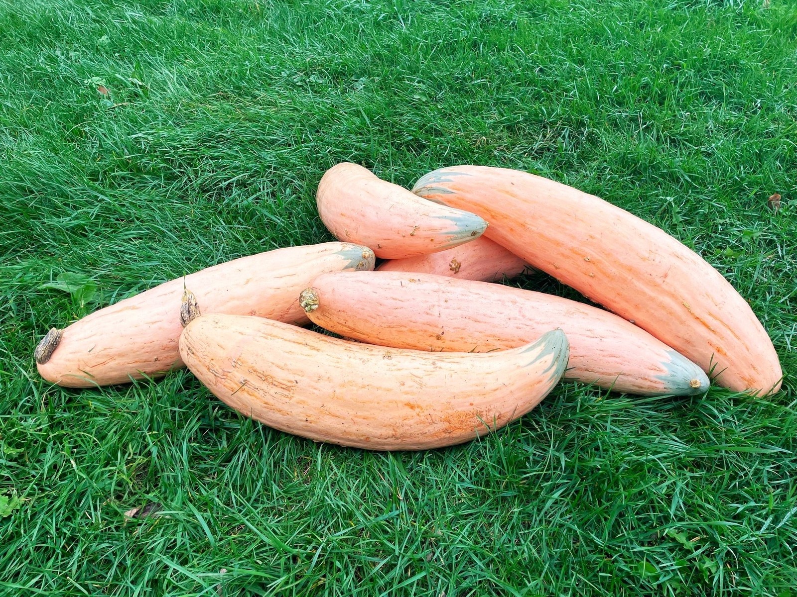 North Georgia Candy Roaster Seeds | Pink Banana Pumpkin Winter Squash Seed 2025