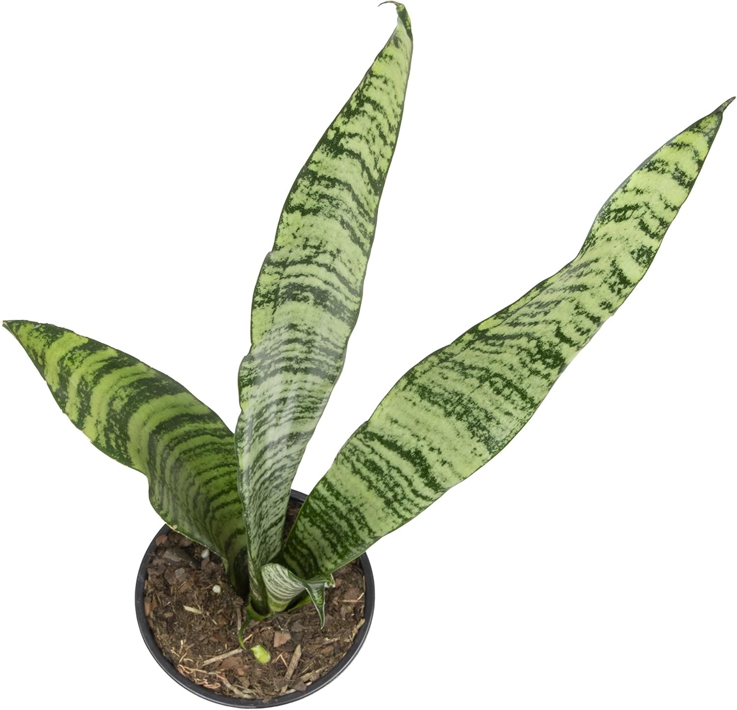 Sansevieria Zeylanica, Live Snake Plant Live Indoor Plants Live Houseplants, Liv