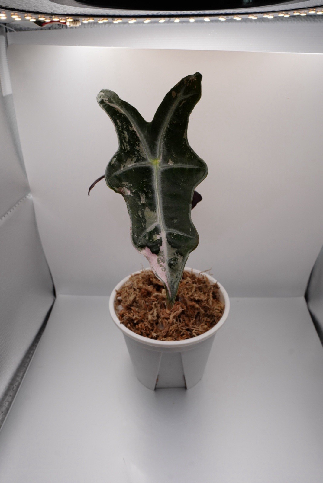 Alocasia Nobilis Pink Variegated Teen Plant