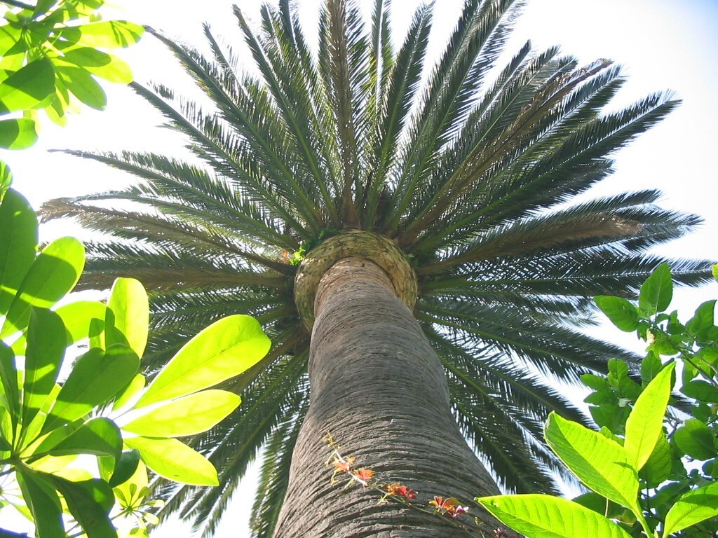 Phoenix Canariensis(Pineapple Palm) Palm Tree (1 count)