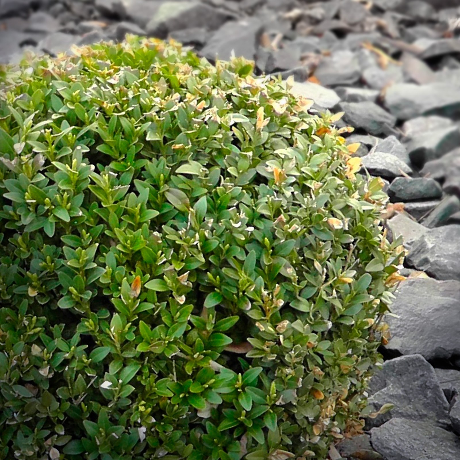 Wheeler’s Dwarf Shrubs | Live Plants in 2.5″ Nursery Cubes | Pittosporum Tobira