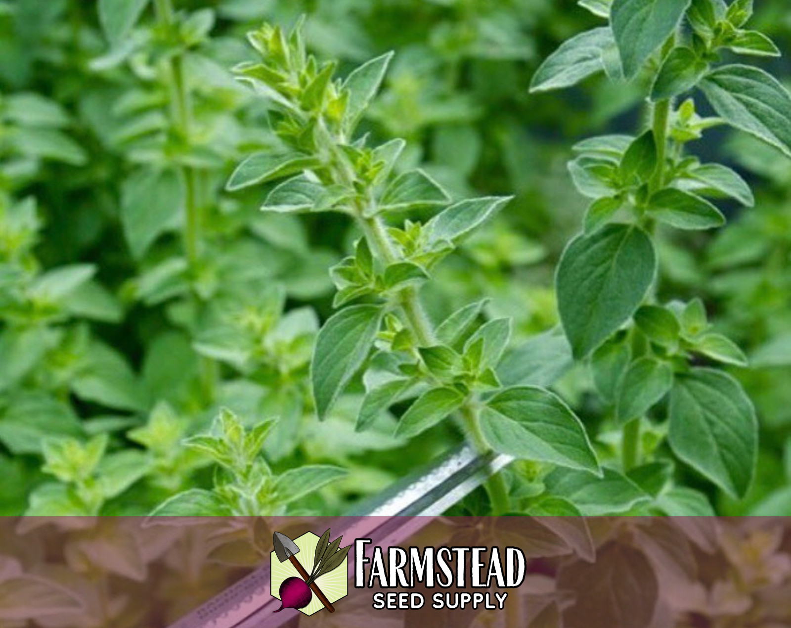 5250+ Italian Oregano Seeds, Herb Gardening Seed Packet, Free Shipping USA