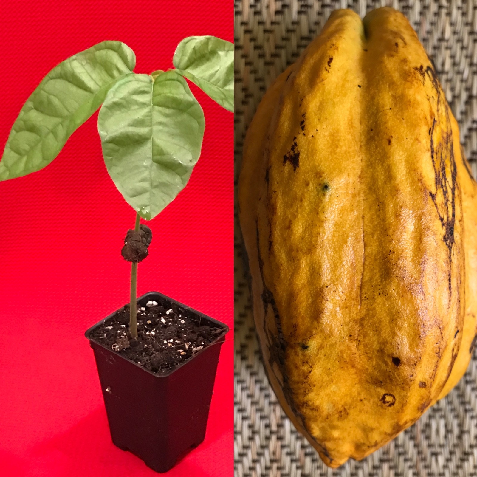 FORASTERO Jaco Jaca Variety Theobroma Cacao Cocoa Chocolate Fruit Tree Potted Pl