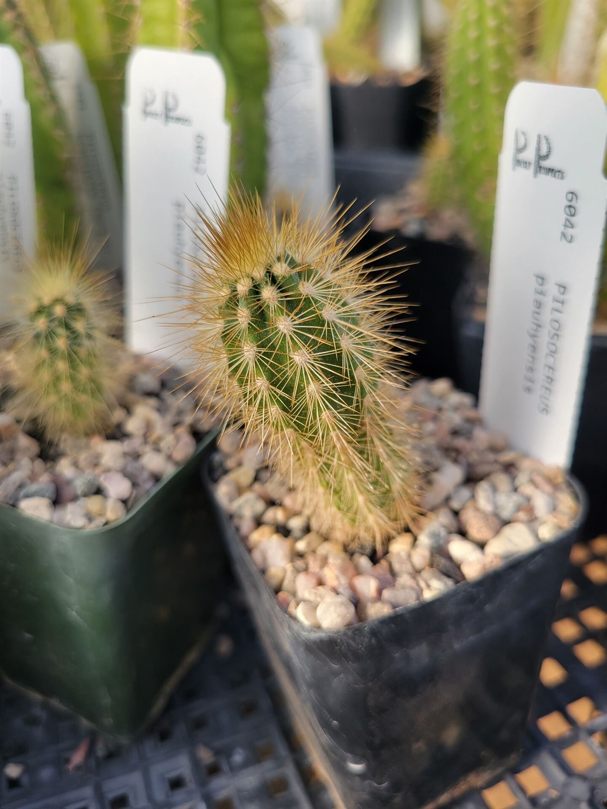 Pilosocereus piauhyensis (see description) (cactus – succulent – plant)