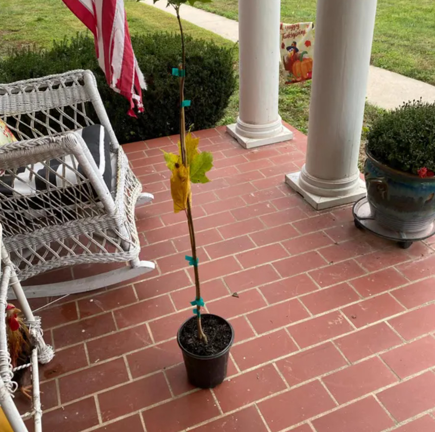 Sugar Maple Tree – Live Plant in Gallon Pot (18–28″ Tall)