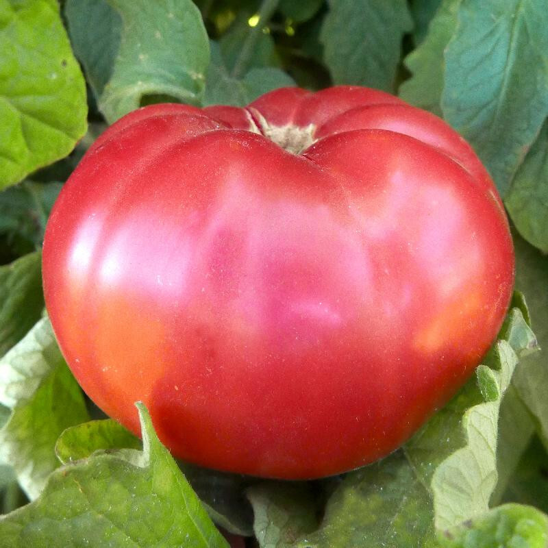 50+ GIANT BELGIAN PINK HEIRLOOM TOMATO SEEDS – FRESH FOR YOUR VEGETABLE GARDENS