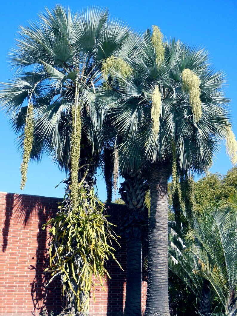 100 Mexican Blue Hesper Fan Palm Tree Seeds Grey Goddess Tropical Cold Hardy!