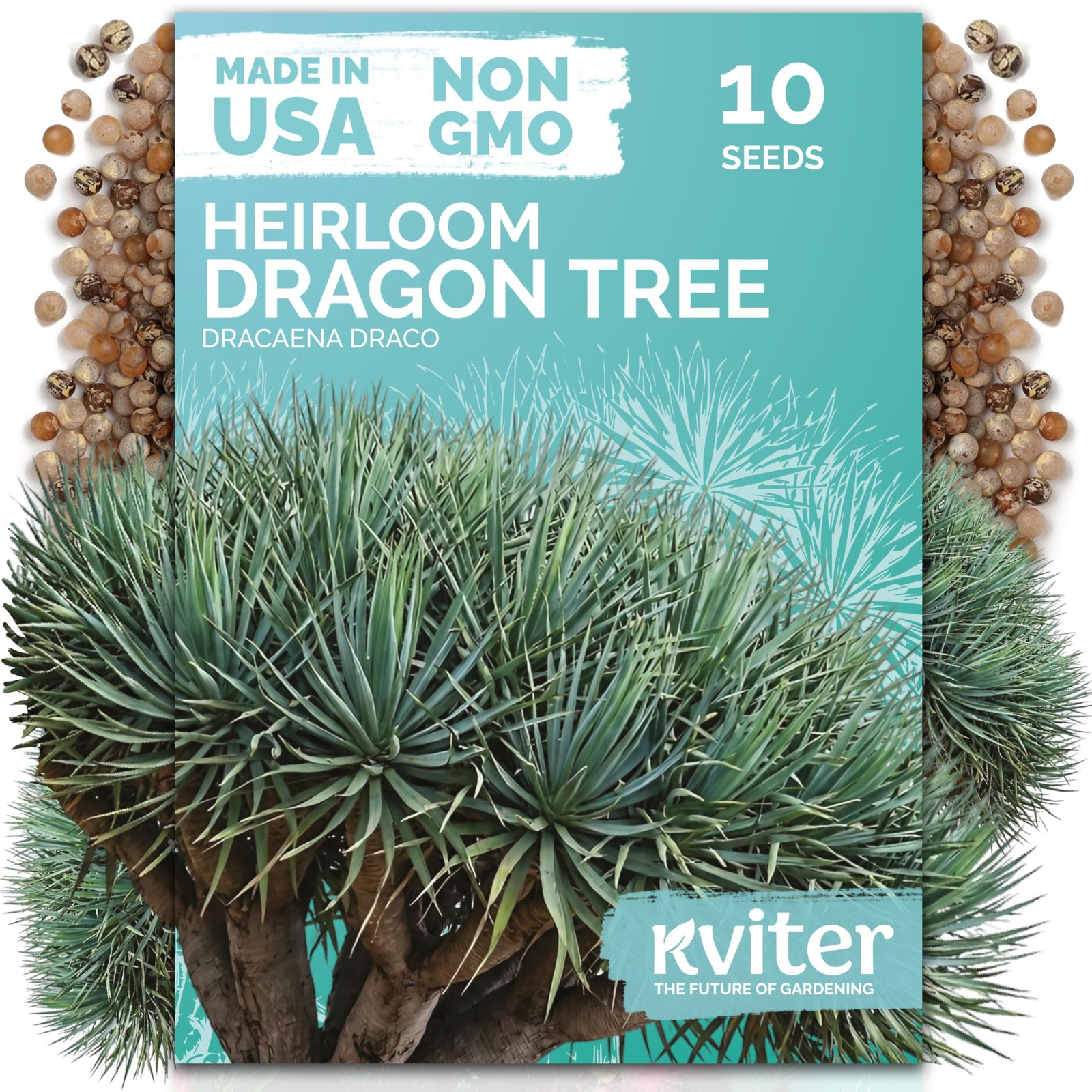 KVITER 10 Dragon Tree Seeds (Dracaena Draco)