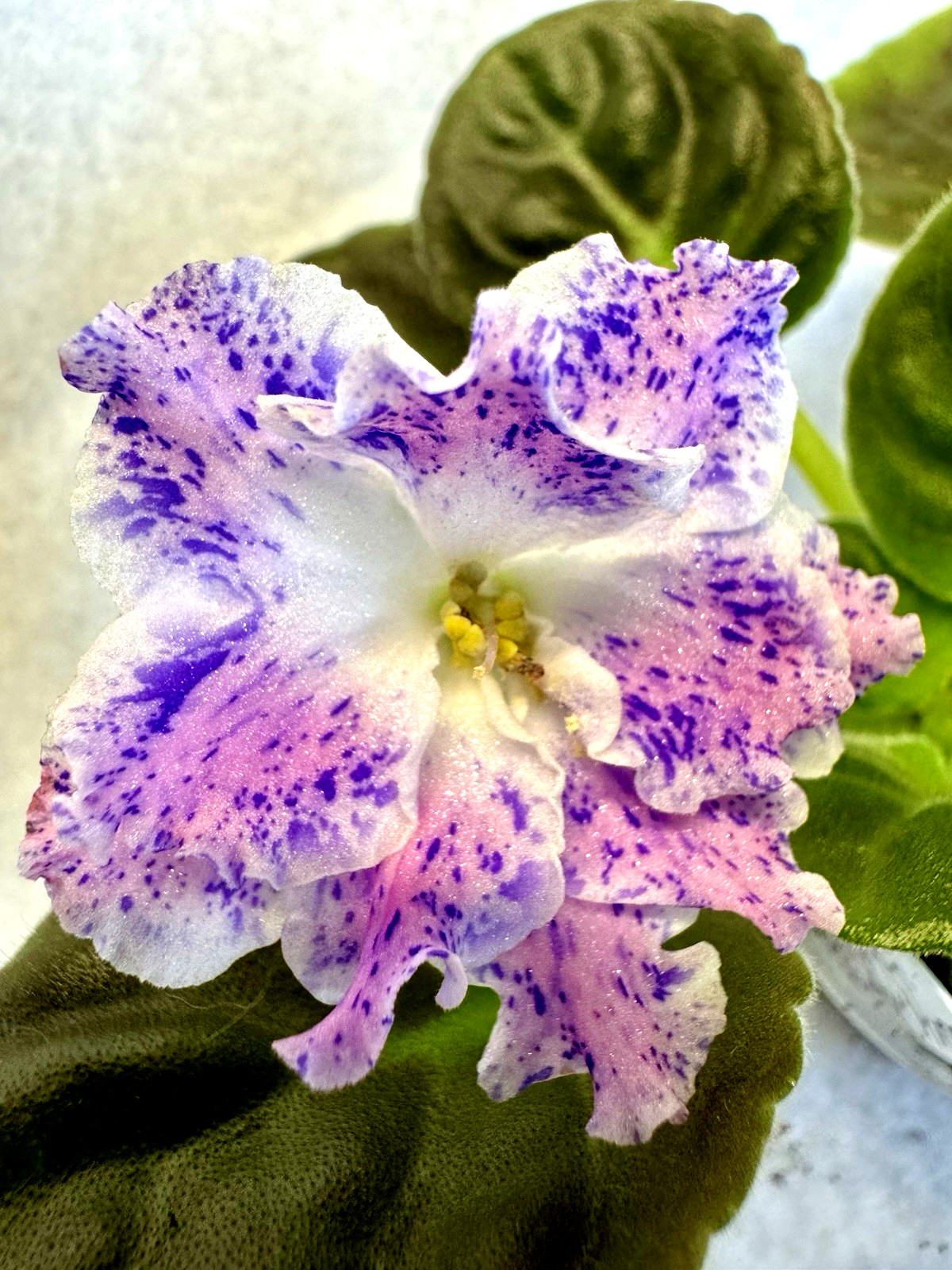 African Violet PT Yunaya pastushka /Young Shepherdess Starter