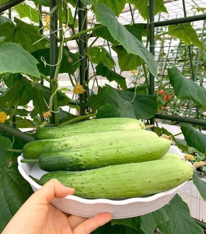 10+ seeds Korean Asian White /Green Sweet Crispy Cucumber Dua Leo Nep Han Quoc