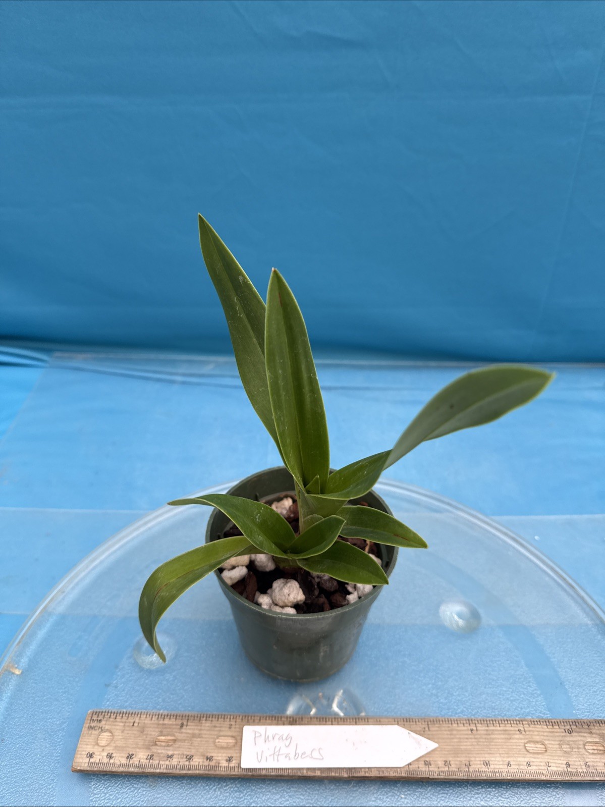 Phragmipedium Vittabess Orange Red Yellow Orchid Hybrid Tall Spikes 4” Pot