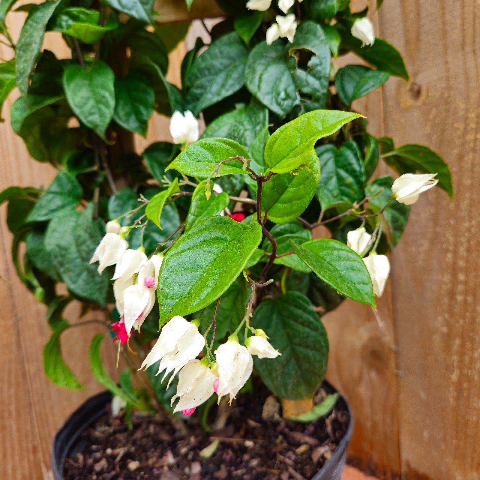 LIVE PLANT 3ft Clerodendrum thomsoniae White Bleeding Heart Vine