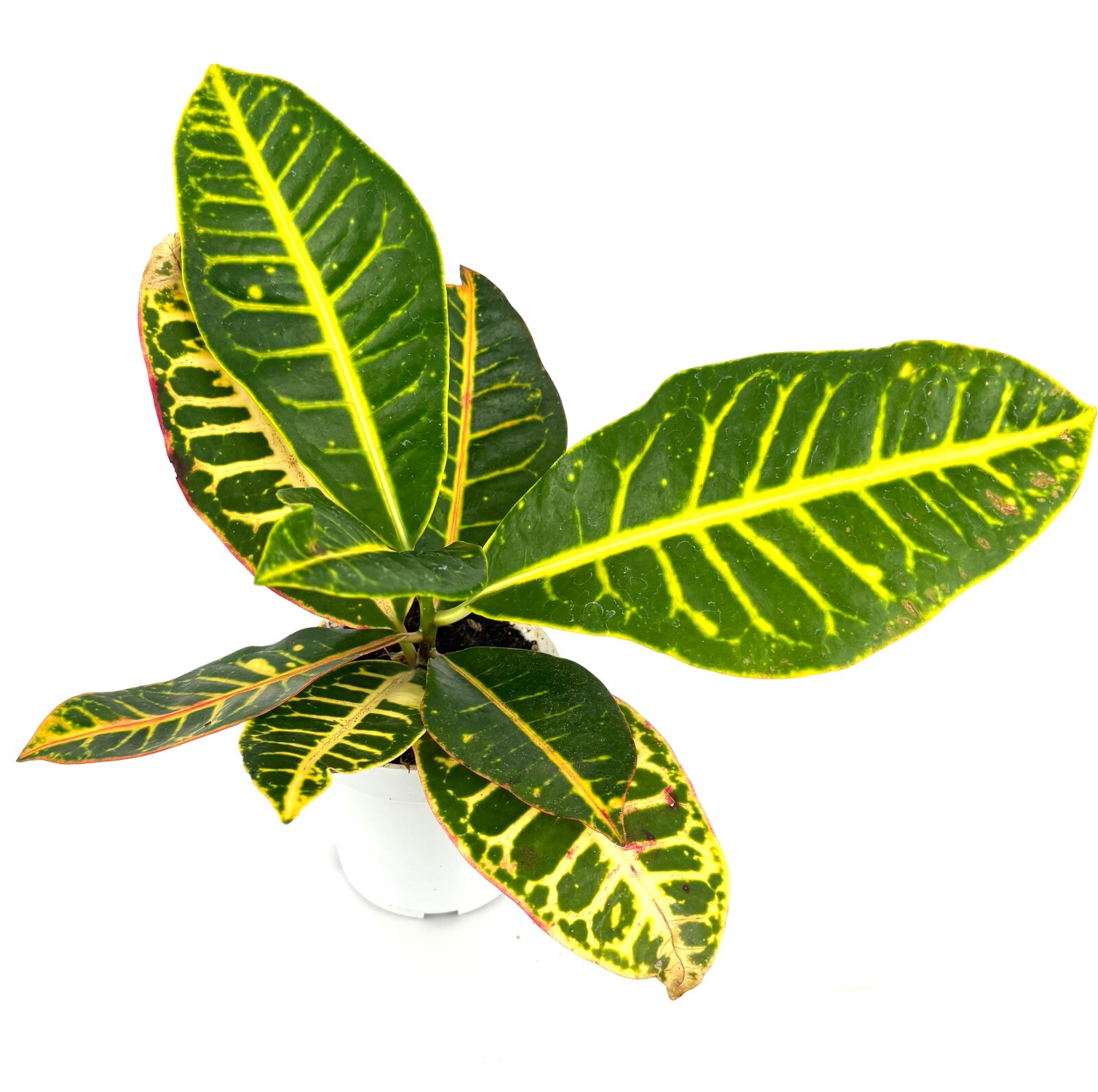 Croton Petra Air Purifying Houseplant, 4” Pot