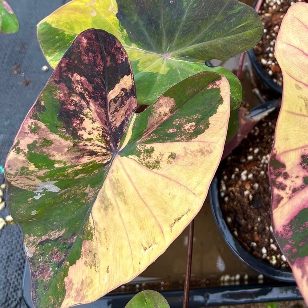 Colocasia Variegated Bulb Elephant Ear Episode One Tuber New Hybrid RARE