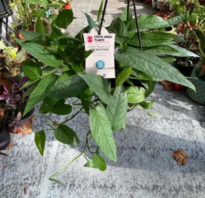 Lot of 3 Golden, Cebu Blue, Global Green Pothos 2 Leaf 2 Nodes UNROOTED CUTTINGS