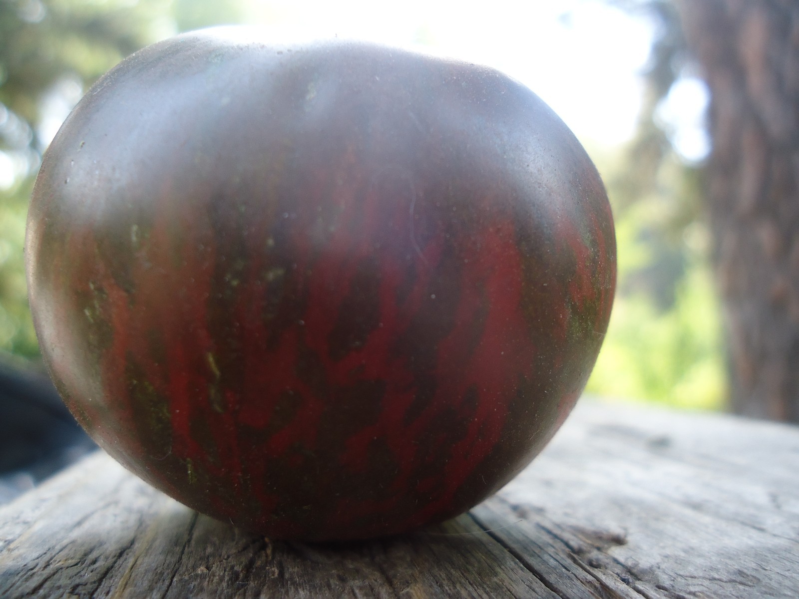 Heirloom tomato seeds Build a variety pack, or take all 50! *SURVIVAL SEEDS*