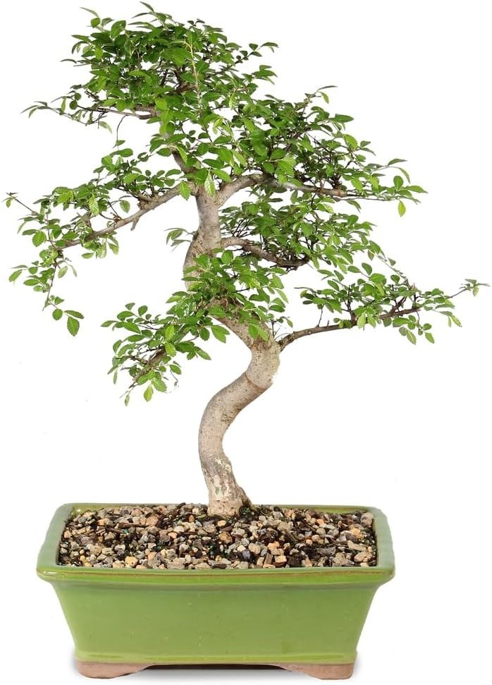 Brussel’s 15–Old Outdoor Chinese Elm Bonsai with Ceramic Pot – 16” High
