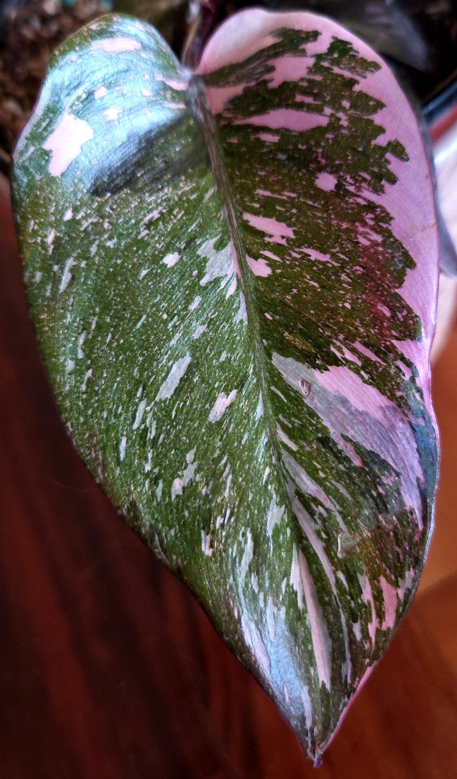 Rare Philodendron Dark Scarlet Princess 12″ Tall W Pups Not Anthurium Monstera