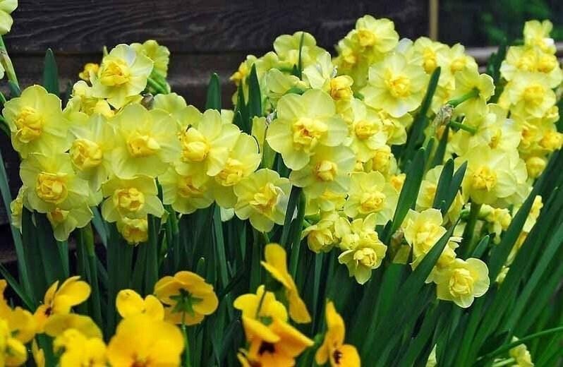 Prechilled – YELLOW CHEERFULNESS Narcissi Daffodil Bulbs 12/14 cm Ready to Plant