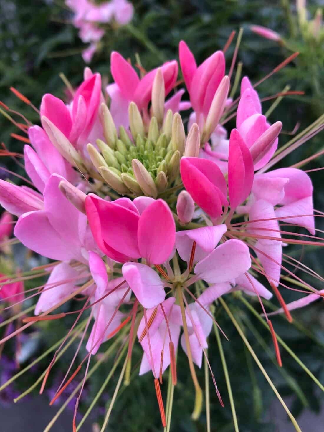 Dwarf Sparkler Hot Pink Cleome Seeds- (Spider Flower) Comb. S/H