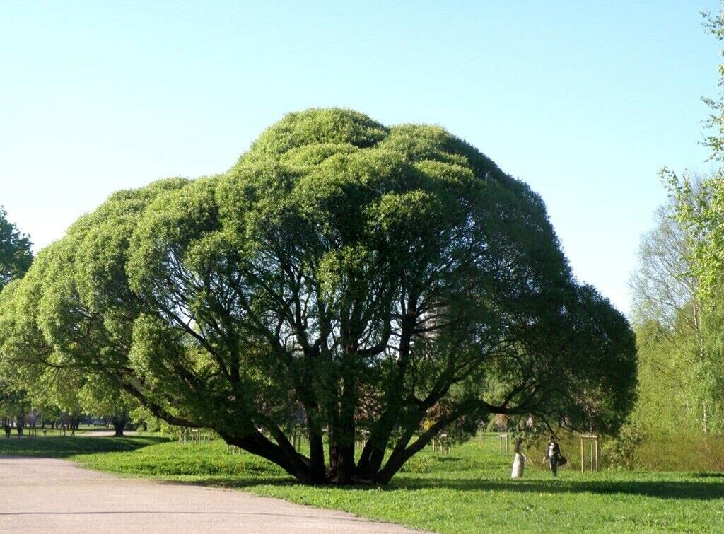 10 Willow Tr?e Cuttings – Crack Willow for Pl?nting