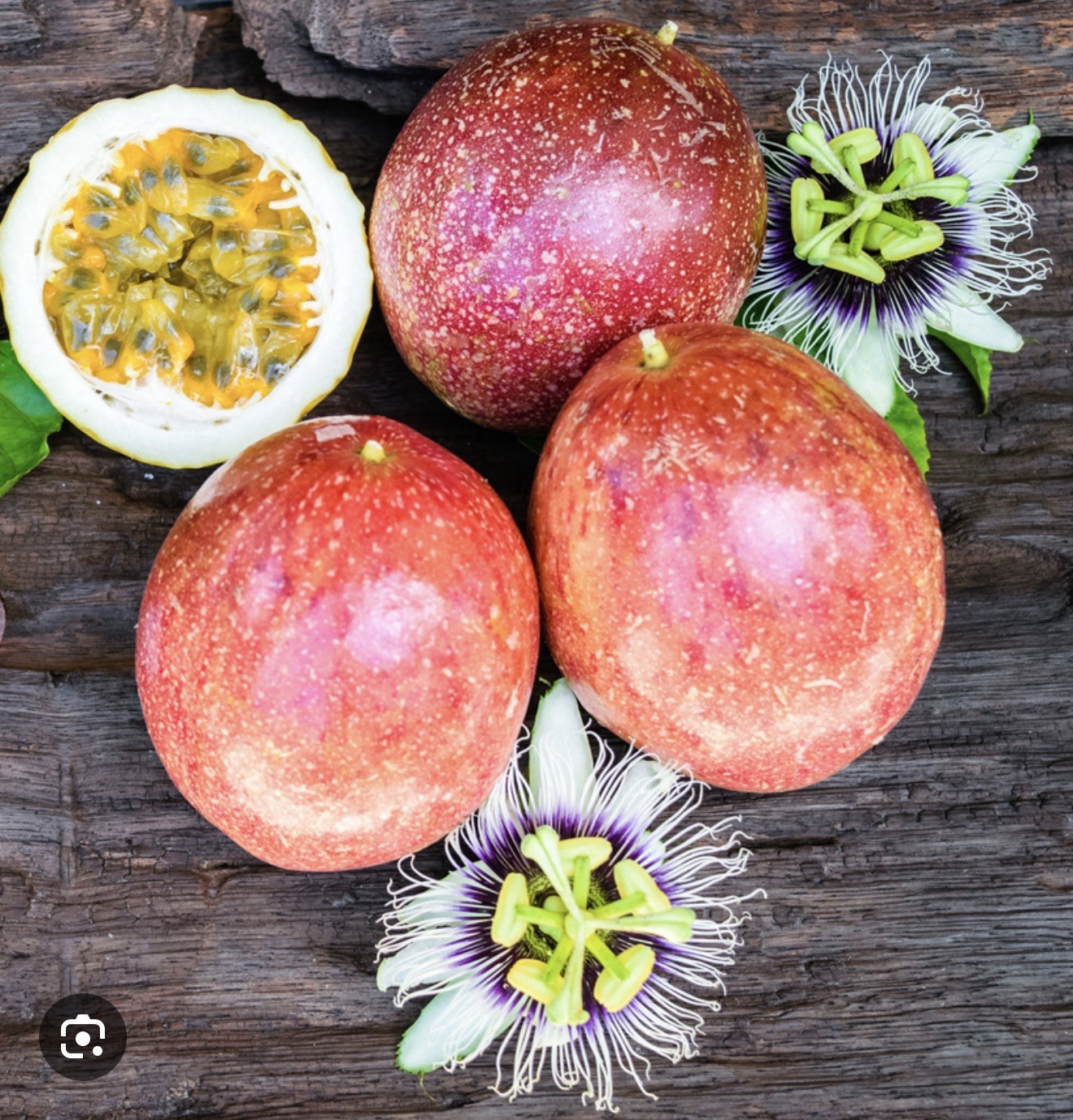 Panama Red Passion Fruit~Live Starter Plant ~Passiflora edulis~ Self Fertile