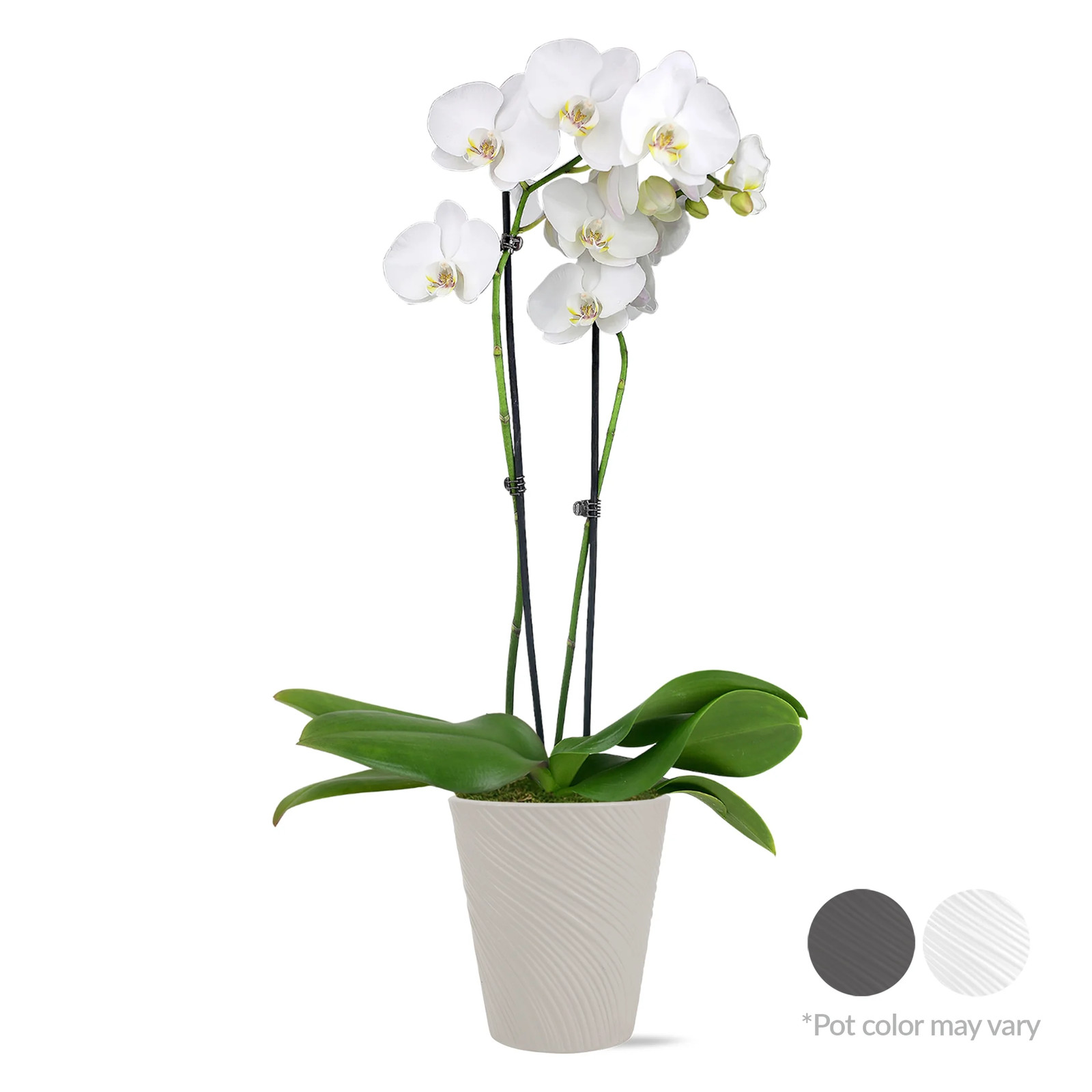 16-30″ Tall Premium White Orchid in 5″ Decorative Clay Pot