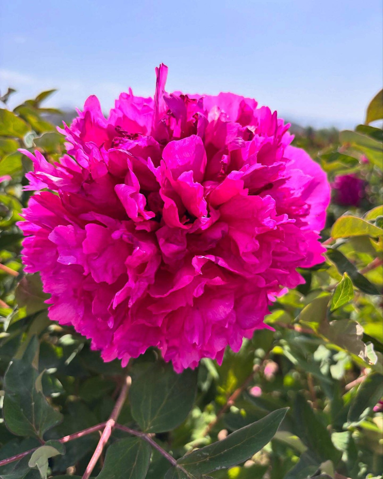 “Li xiang” large flower tree peony