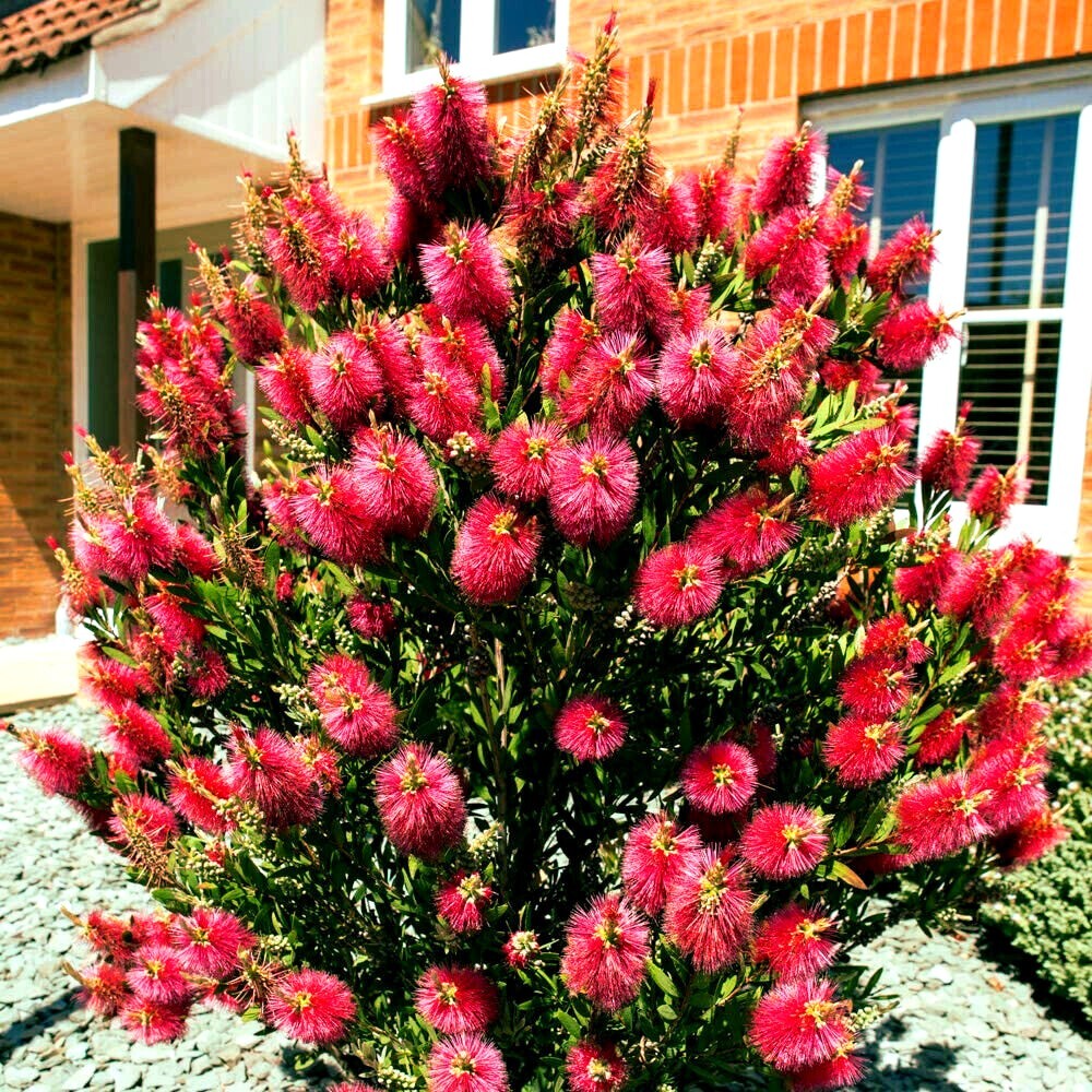 100 Crimson Bottlebrush Flower Tree Houseplant Garden Seeds Callistemon citrinus