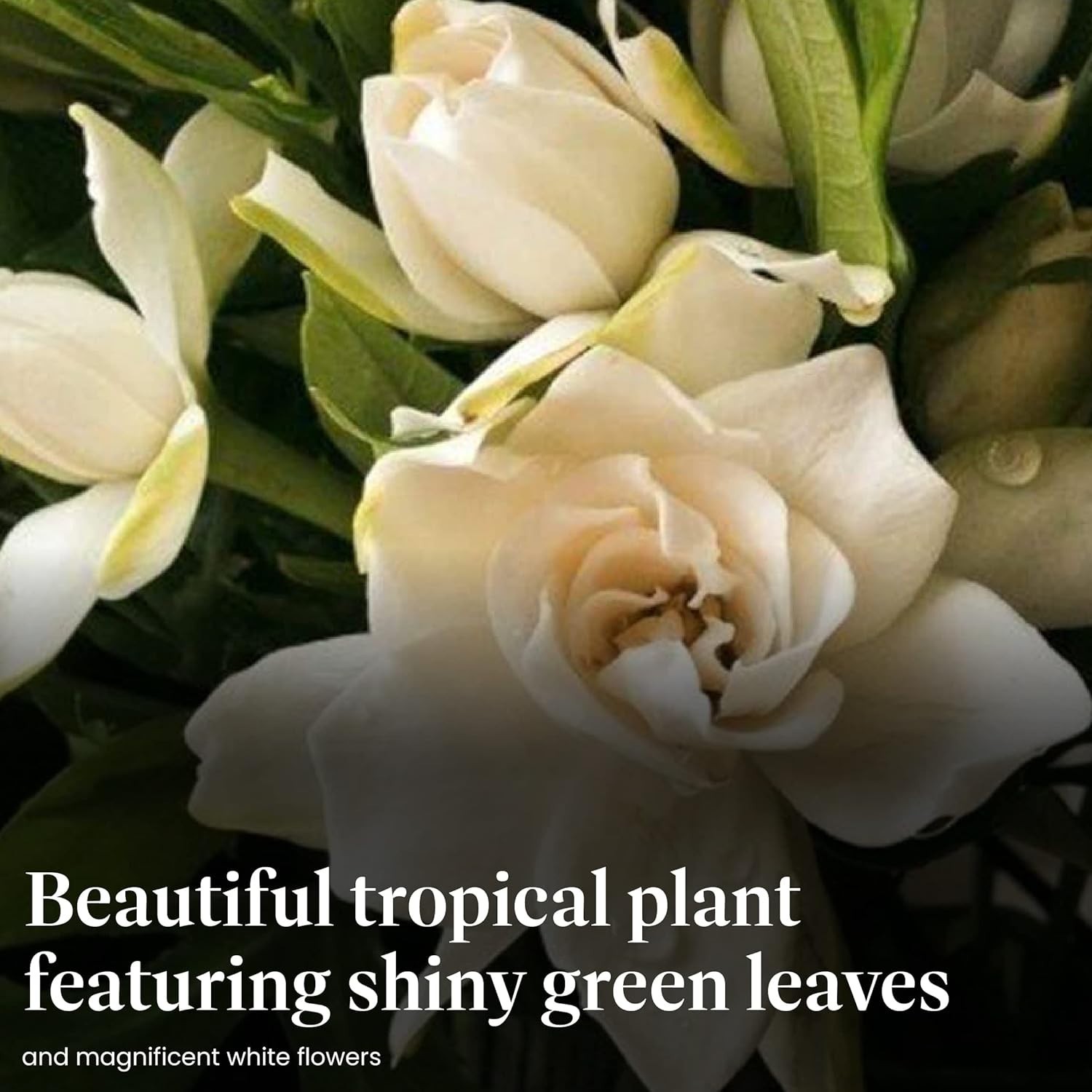 Compact Mini Gardenia Veitchii Tree – Fragrant 6-Inch Houseplant for Any Space