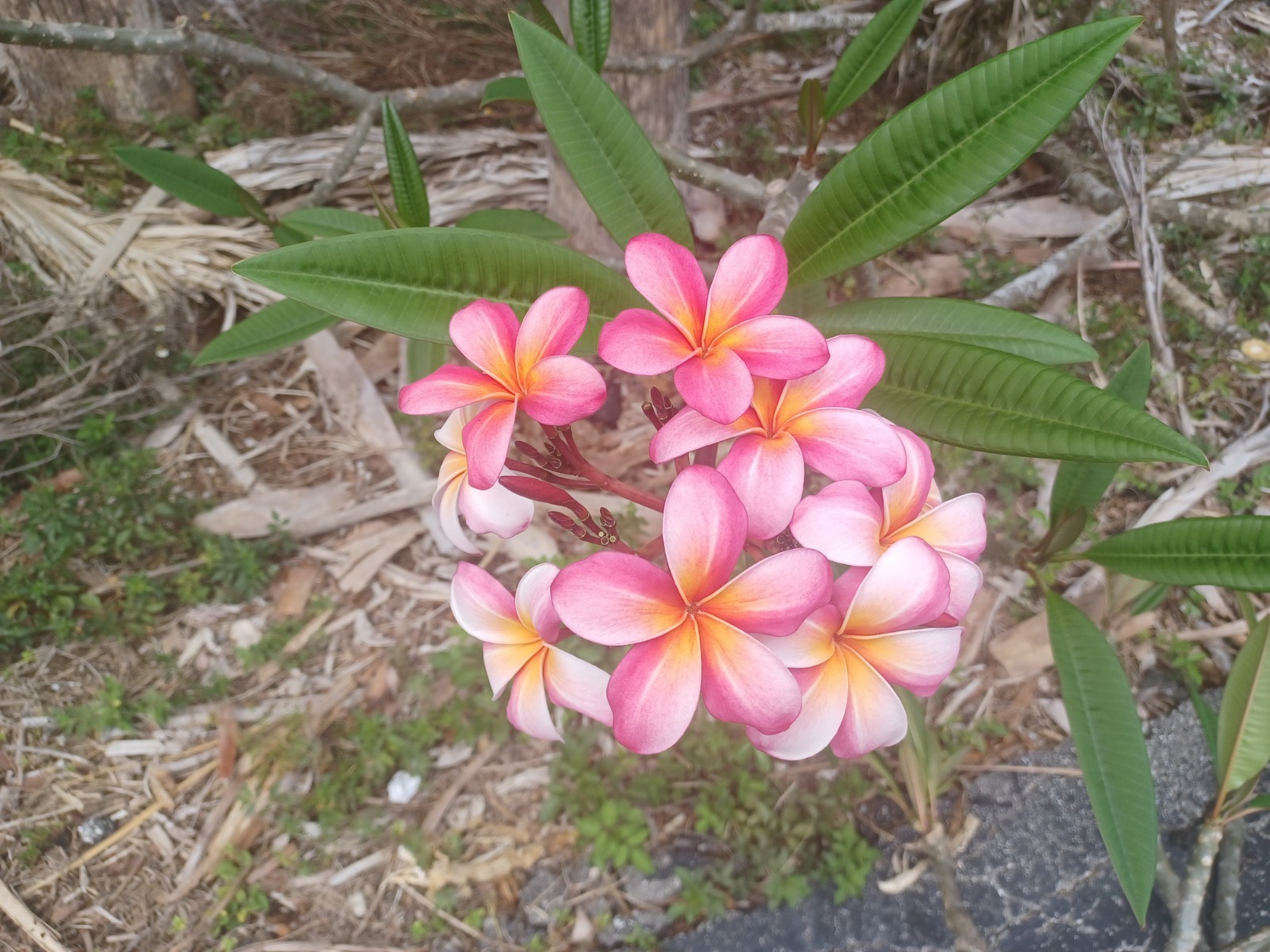 Mystery Plumeria Cuttings