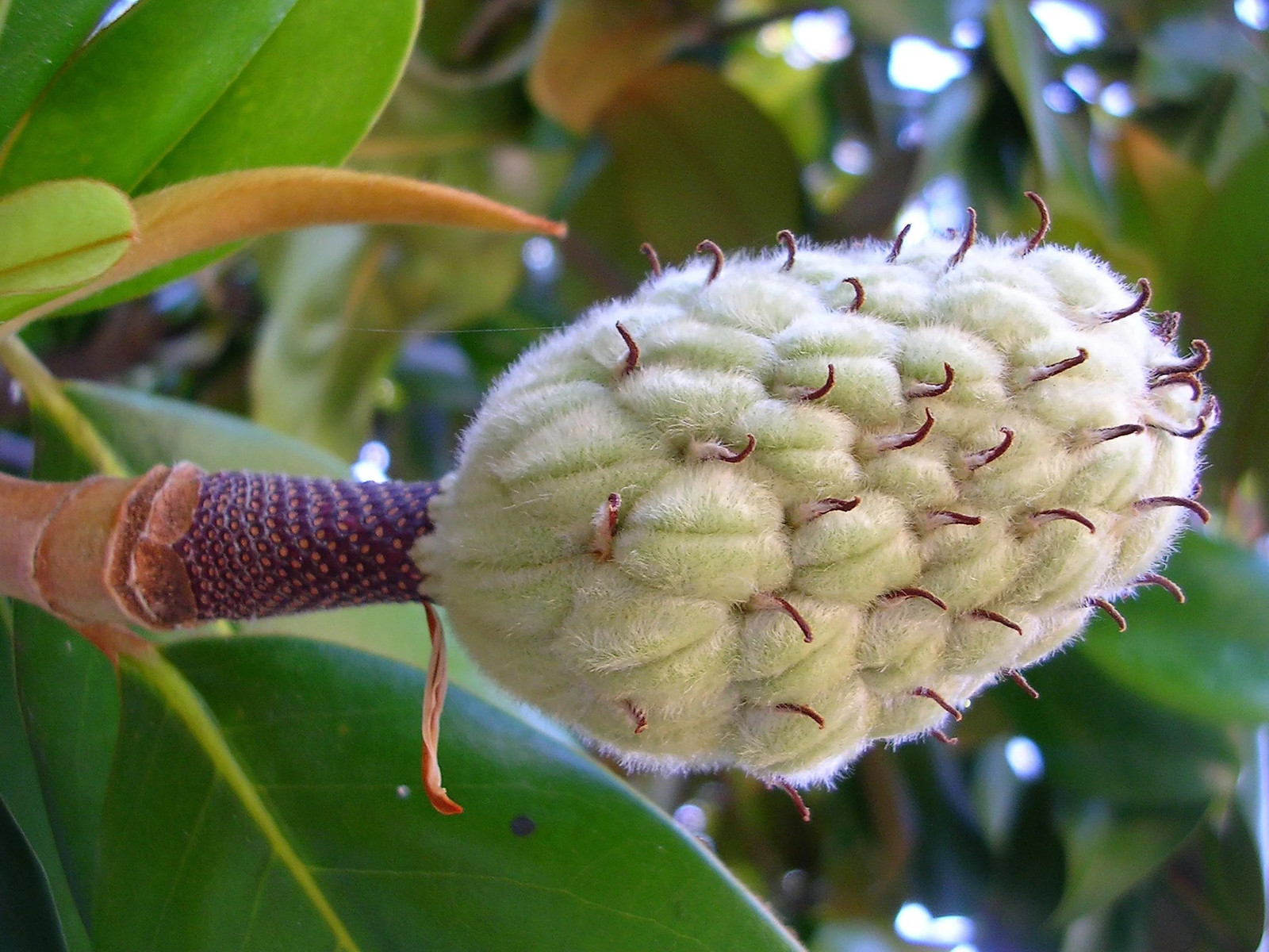10 SWEETBAY MAGNOLIA Virginiana TREE Shrub Native Laurel White 3″ Flower Seeds