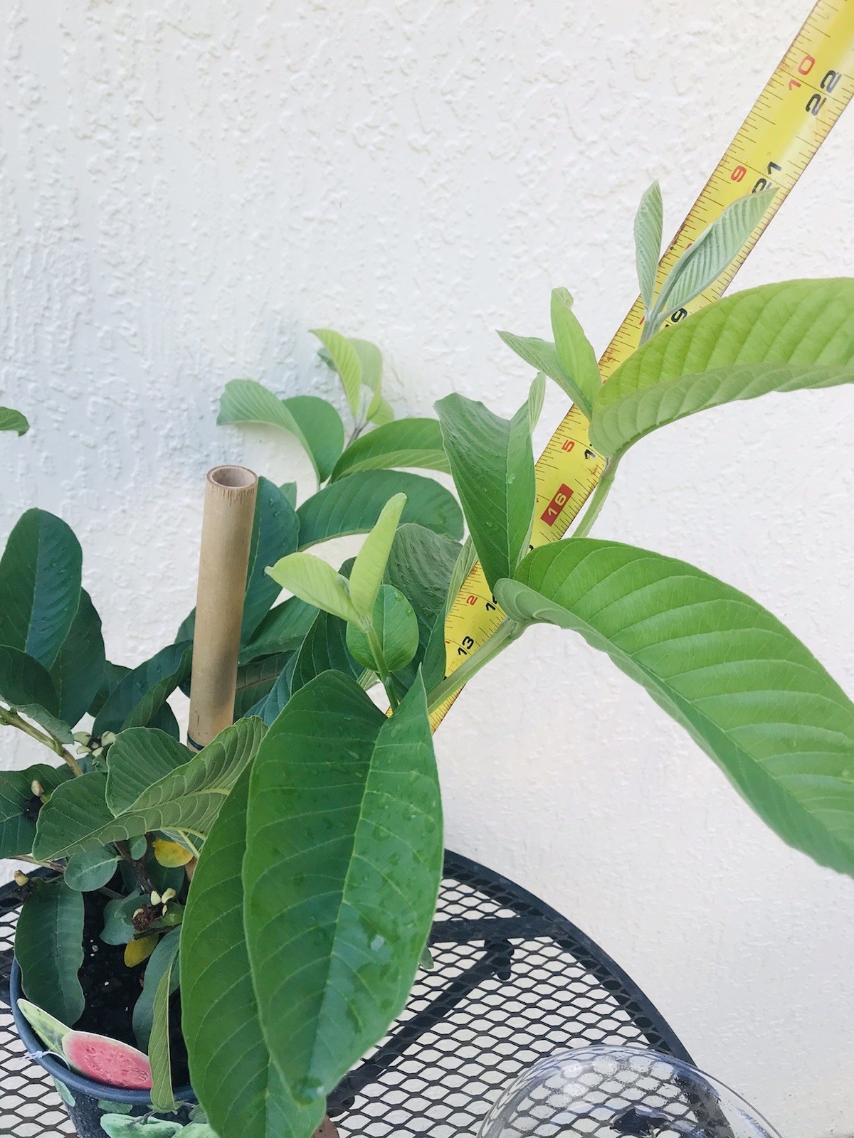 Pink Guava Grafted 2 Year Grow *FRUITING* 20”-24” Tropical Live Tree In 7” Pot