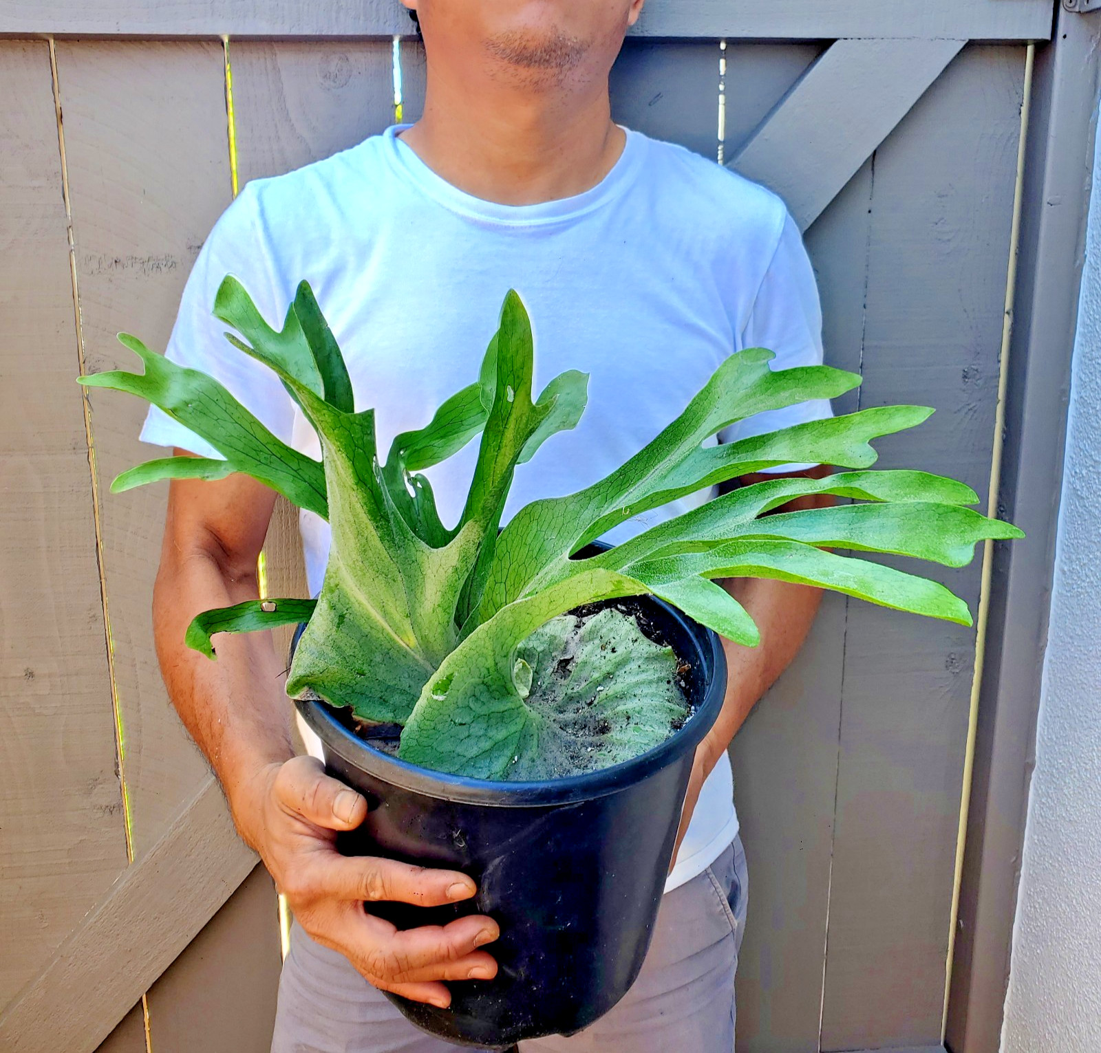 Platycerium Superbum Staghorn fern plant