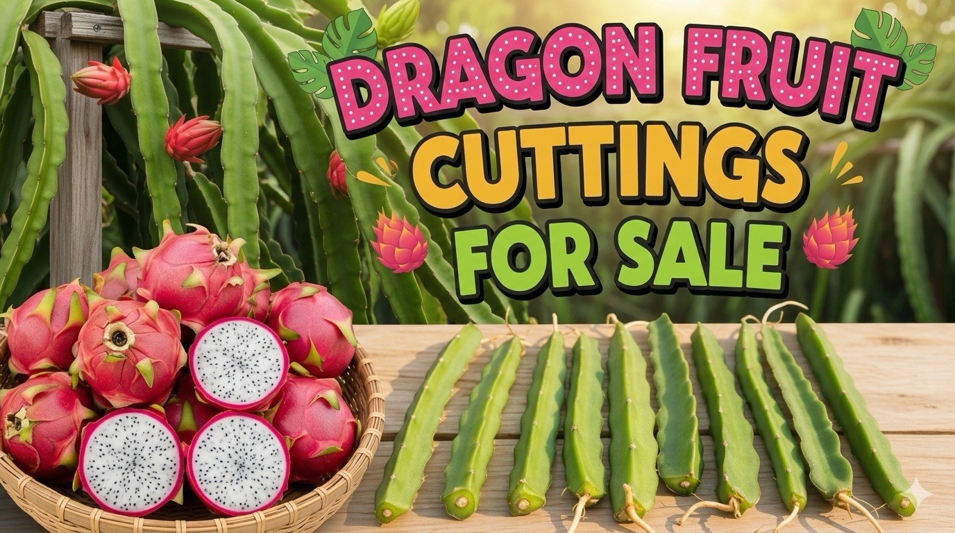 Sweet, White Dragon Fruit Cutting self pollination 8 to 12 inches ￼