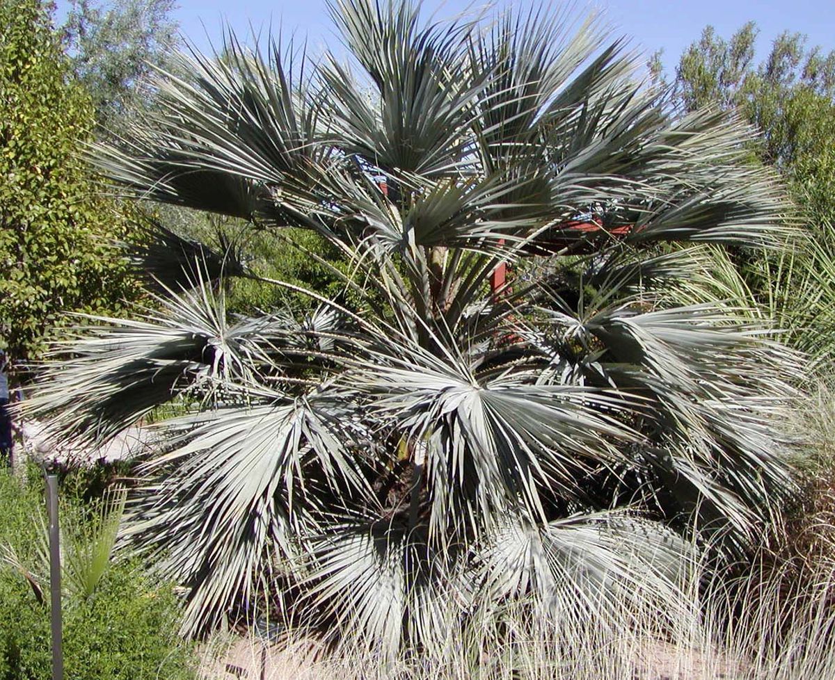 Brahea armata BLUE HESPER PALM – Very Cold Hardy – Seeds!