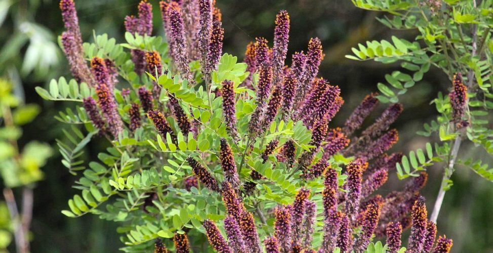 False INDIGO BUSH Amorpha Fruticosa – 150+ SEEDS